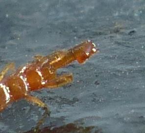 Cryptops sp.