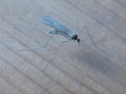 Réf. 198 821 : Trichocera annulata