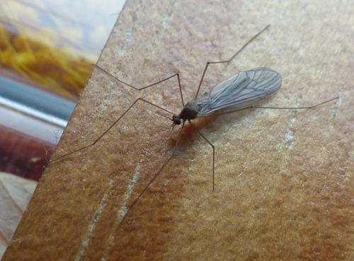 Réf. 198 822 : Trichocera annulata