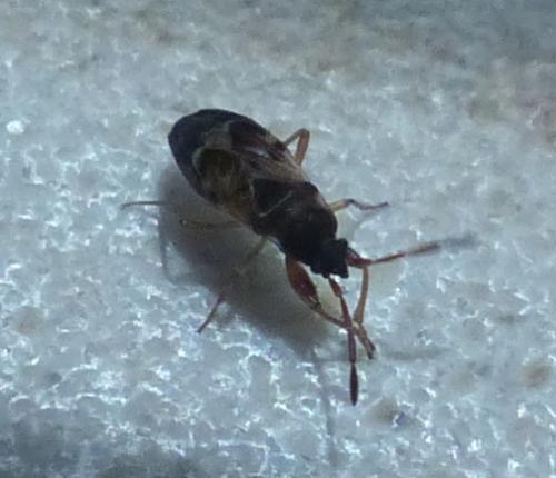 Scolopostethus sp.