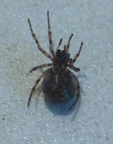 Enoplognatha mandibularis