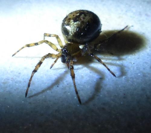 Enoplognatha mandibularis