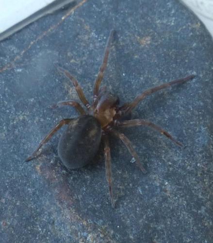 Amaurobius sp.