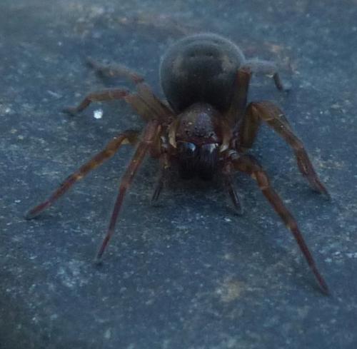 Amaurobius sp.