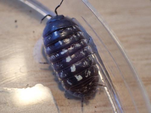 Réf. 198 773 : Armadillidium vulgare