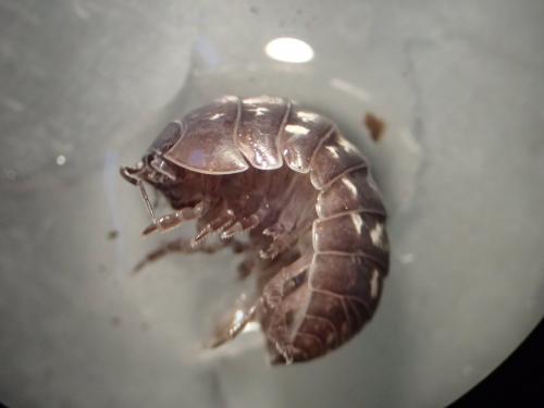 Armadillidium vulgare