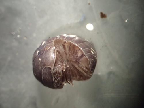 Armadillidium vulgare