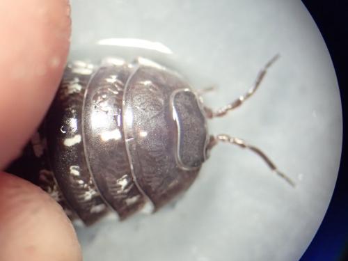 Armadillidium vulgare
