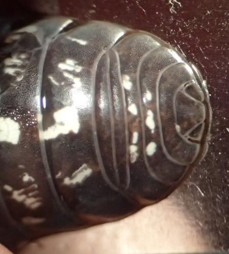 Réf. 198 772 : Armadillidium vulgare