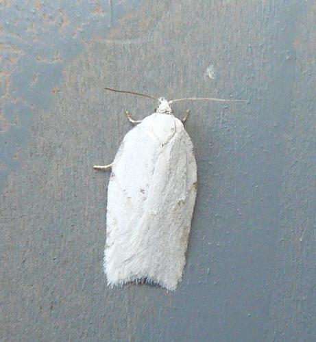 Acleris logiana