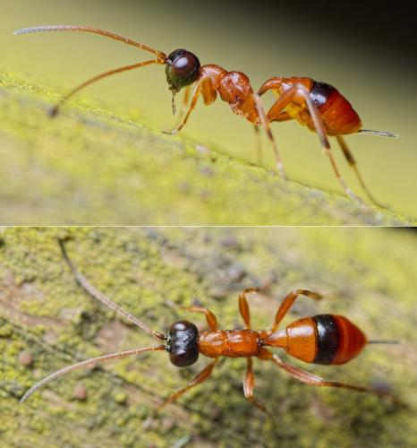Réf. 198 710 : Gelis melanocephalus