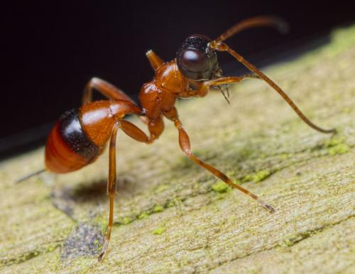 Gelis melanocephalus
