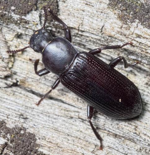 Réf. 198 339 : Menephilus cylindricus