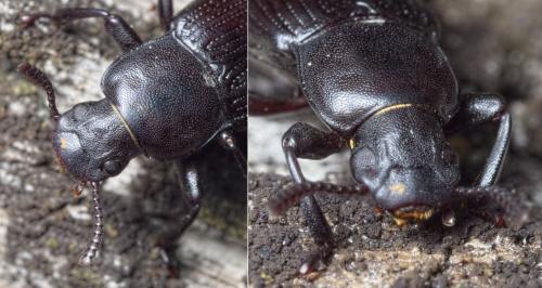 Réf. 198 340 : Menephilus cylindricus