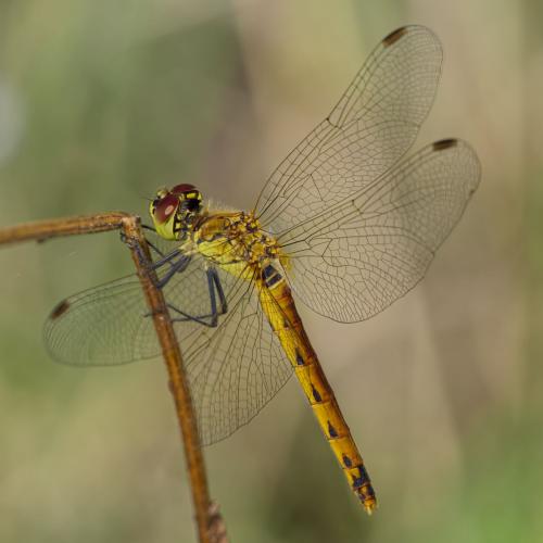 Réf. 198 872 : Sympetrum depressiusculum