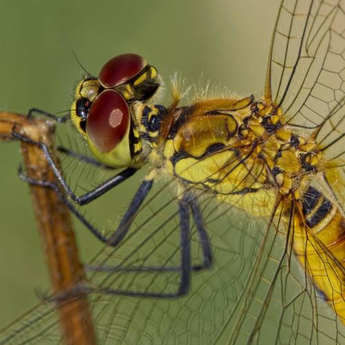 Réf. 198 873 : Sympetrum depressiusculum
