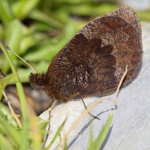 Erebia pronoe