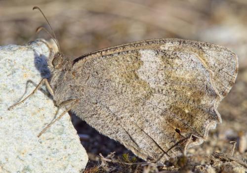 Réf. 198 050 : Hipparchia statilinus
