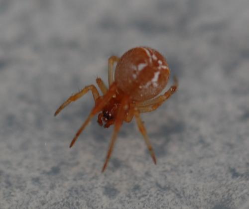 Réf. 198 885 : Parasteatoda sp.