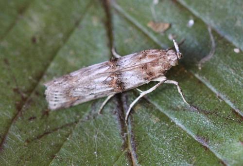 Pempelia alpigenella