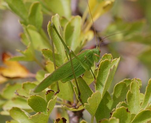 Réf. 198 933 : Phaneroptera falcata
