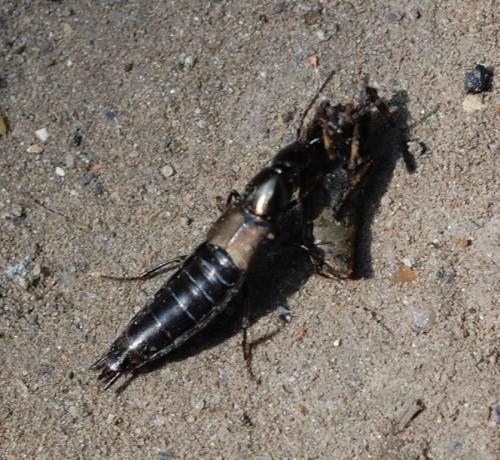 Réf. 198 942 : Philonthus sp.