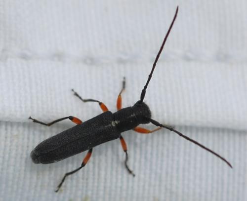 Réf. 198 597 : Phytoecia icterica