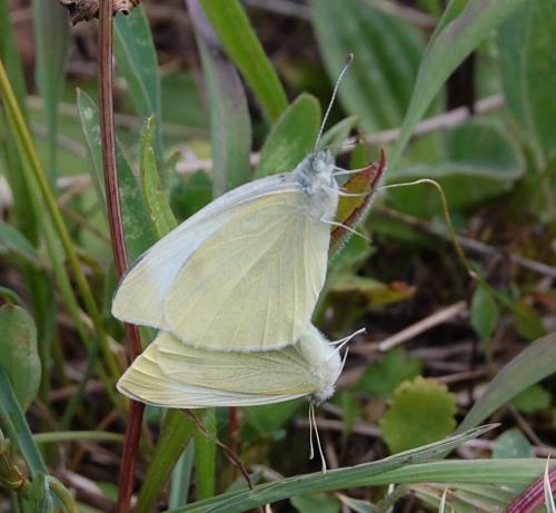 Réf. 198 983 : Pieris rapae