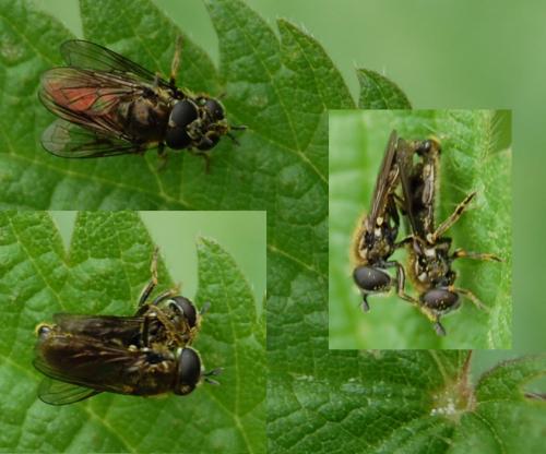 Pipizella sp.