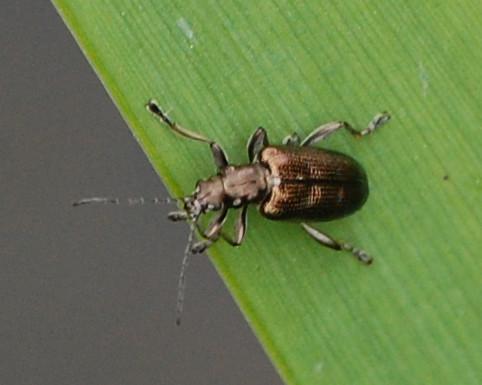 Réf. 198 788 : Plateumaris sericea