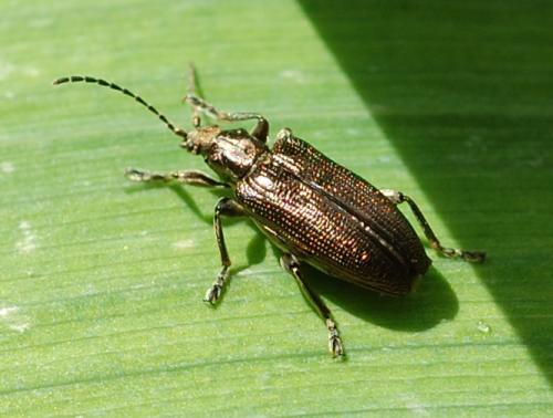 Réf. 198 789 : Plateumaris sericea