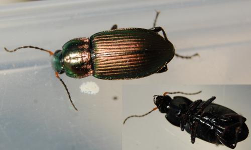 Réf. 198 654 : Poecilus cupreus