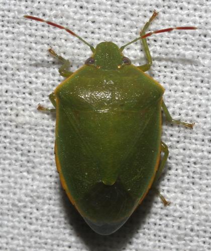 Acrosternum heegeri