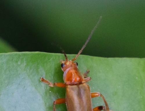 Cantharis sp.
