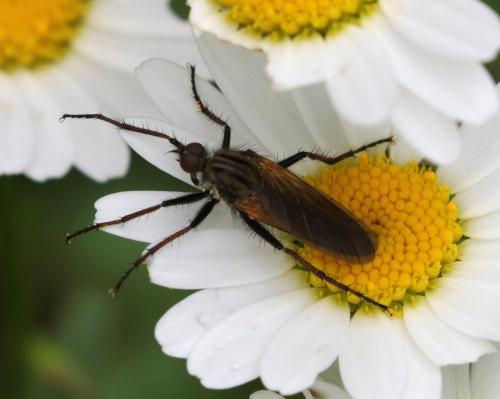 Empis tessellata