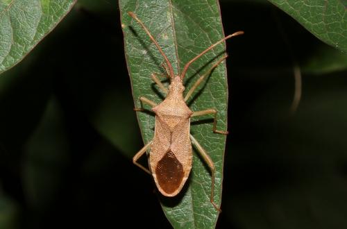 Gonocerus acuteangulatus