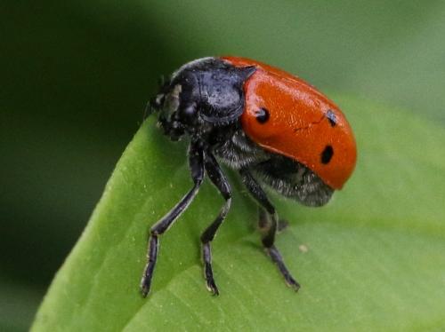 Réf. 198 359 : Lachnaia sp.