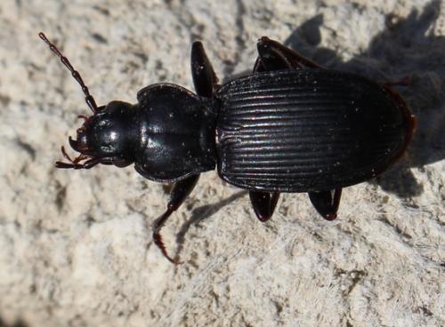 Réf. 198 674 : Pterostichus sp.