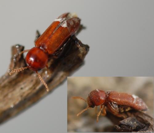 Réf. 198 680 : Ptilinus pectinicornis