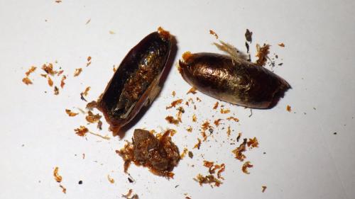 Réf. 198 373 : Ophion obscuratus