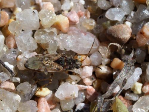 Remaudiereana annulipes