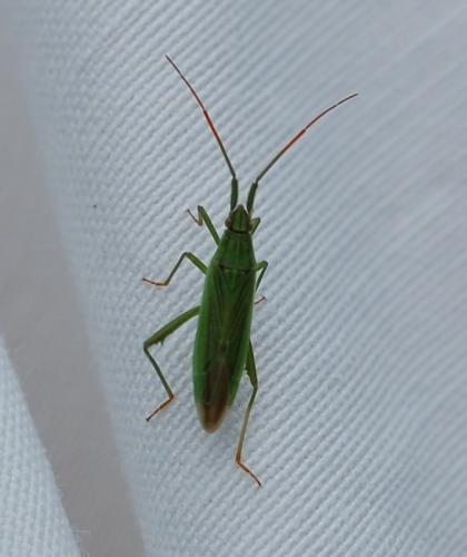 Réf. 198 860 : Stenodema calcarata