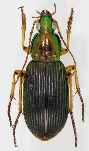 Réf. 198 282 : Chlaenius praefectus ducalis