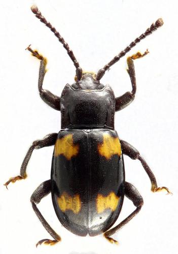 Réf. 198 828 : Indalmus kirbyanus