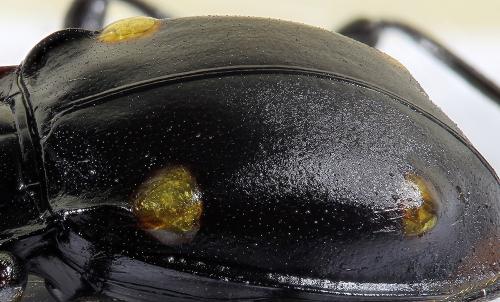 Réf. 198 899 : Eumorphus assamensis