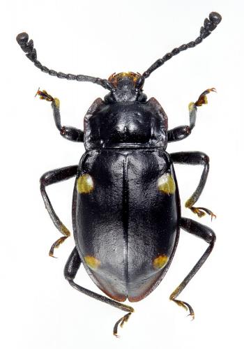 Eumorphus assamensis