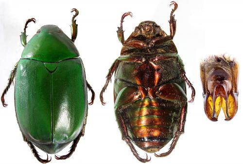 Réf. 198 592 : Anomala cupripes