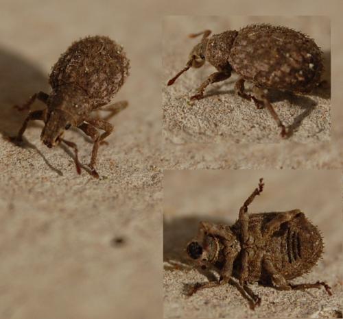 Trachyphloeus sp.