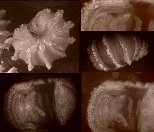 Trachysphaera drescoi