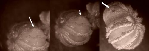 Réf. 198 776 : Trachysphaera drescoi